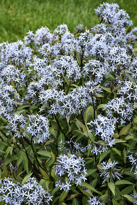 Amsonia 'Storm Cloud'