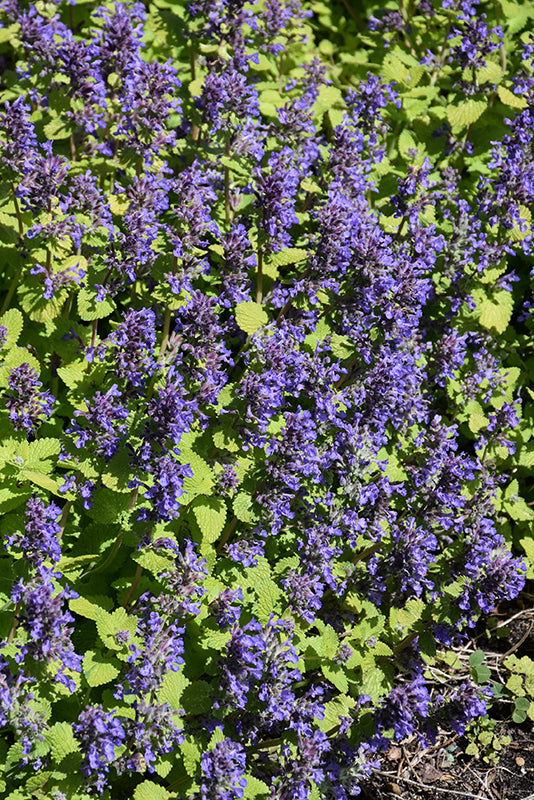 Nepeta 'Chartreuse on the Loose'