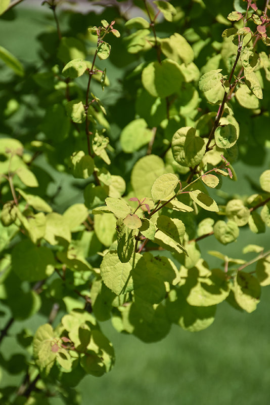Cercidiphyllum japonicum 'Claim Jumper'