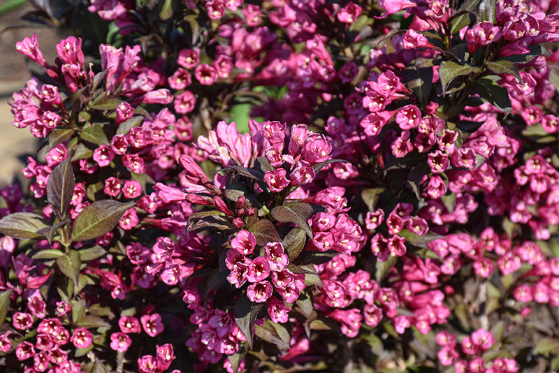 Weigela florida 'Minor Black'