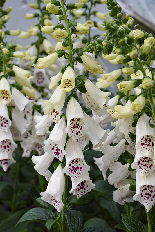 Digitalis purpurea 'Dalmation White'