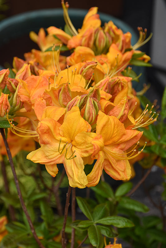 Azalea hybrid 'Klondyke'