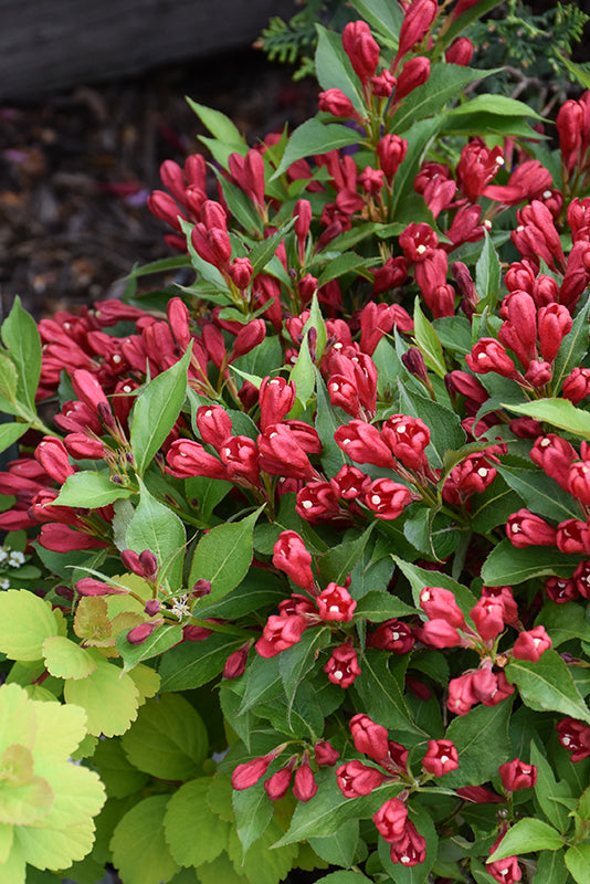 Weigela x 'Crimson Kiss'