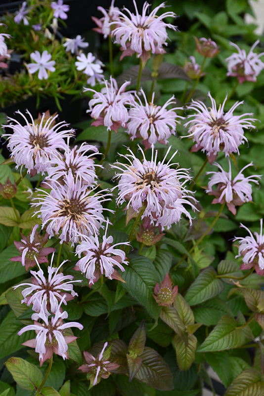 Monarda 'Midnight Oil'