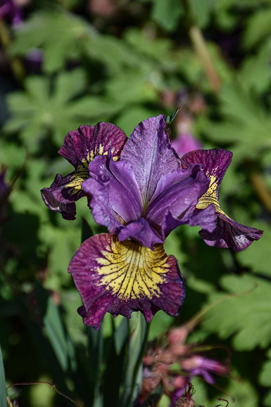 Iris sibirica 'Miss Apple'