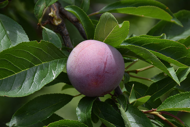 Plum - Prunus salicina 'Methley'