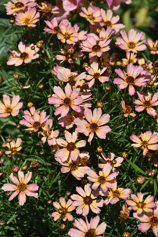 Coreopsis verticillata Nova 'Sunstone'