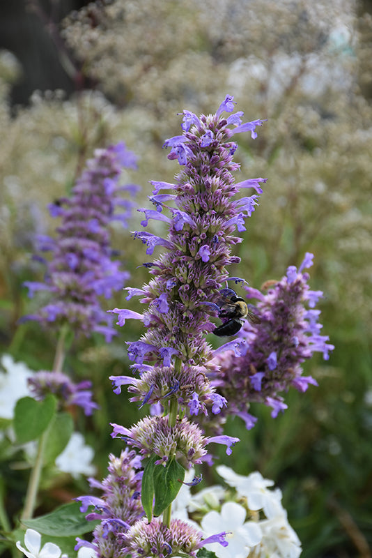 Agastache 'Blue Boa'