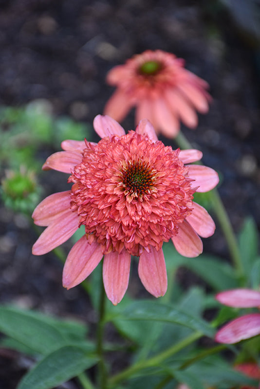 Echinacea Cara Mia 'Coral'
