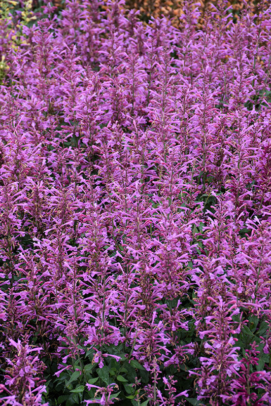 Agastache 'Summerlong Lilac'