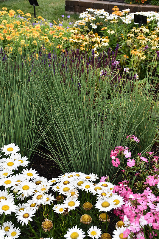 Juncus 'Blue Arrows'