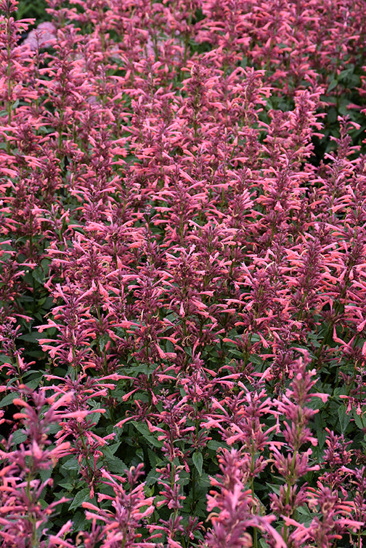 Agastache 'Summerlong Coral'