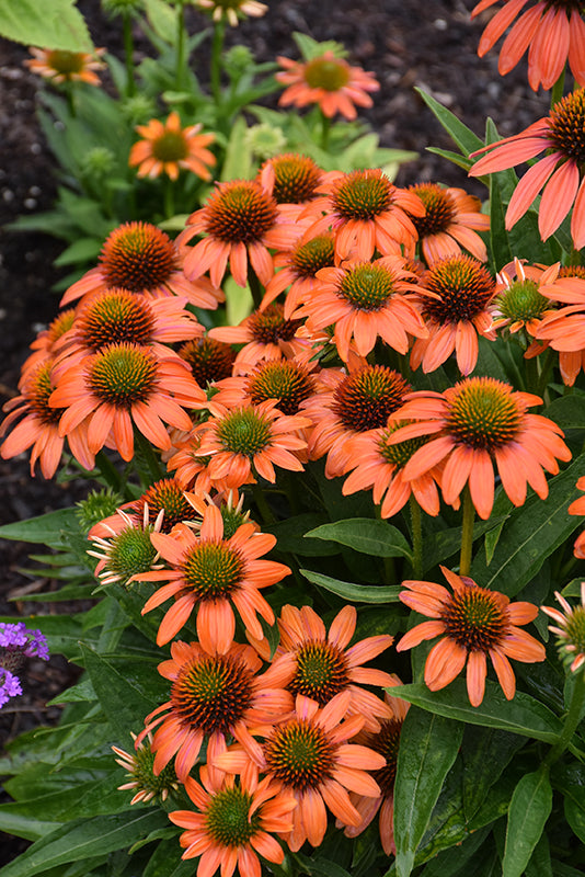 Echinacea Artisan 'Soft Orange'