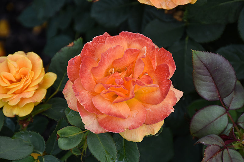 Rosa 'Vavoom'