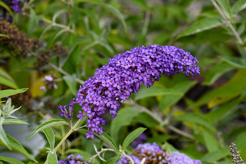 Buddleia Monarch 'Blue Knight'