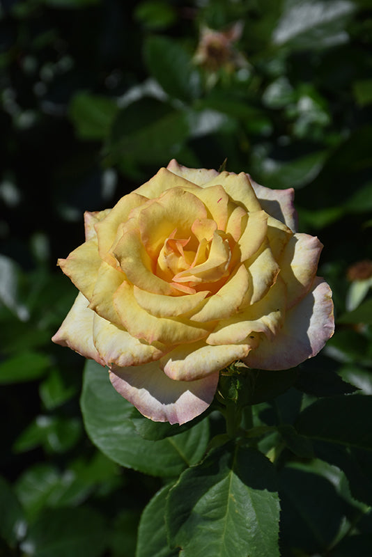 Rosa 'Hotel California'