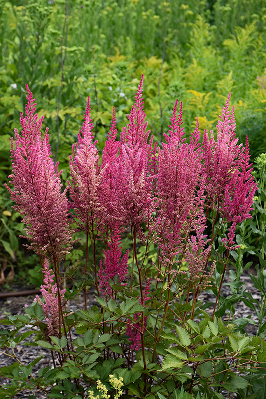 Astilbe 'Mighty Chocolate Chip'
