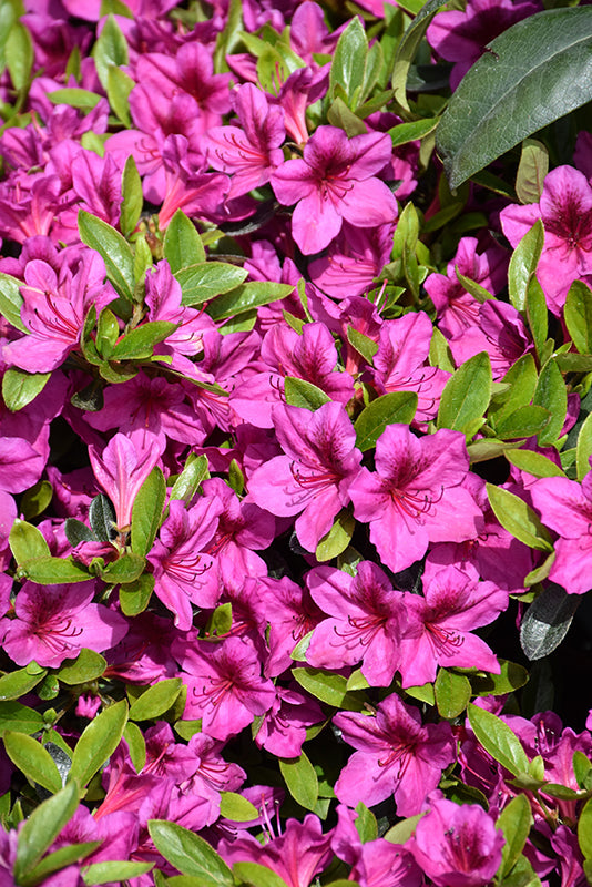 Azalea japonica 'Girard's Purple'