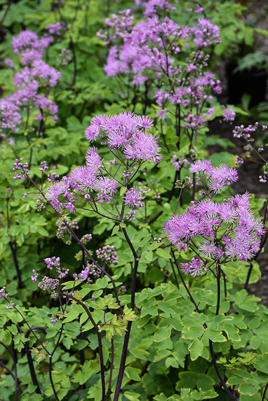 Thalictrum aquilegifolium 'Black Stockings'
