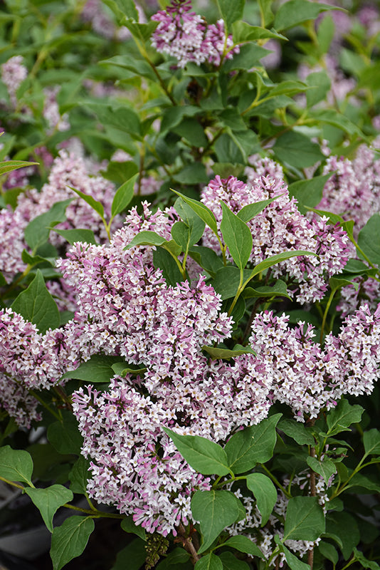 Syringa 'Baby Kim'