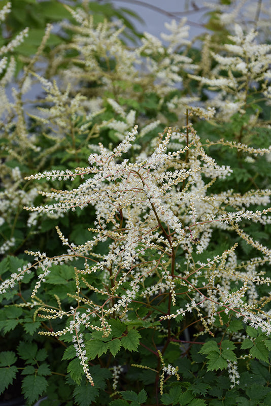 Aruncus 'Chantilly Lace'