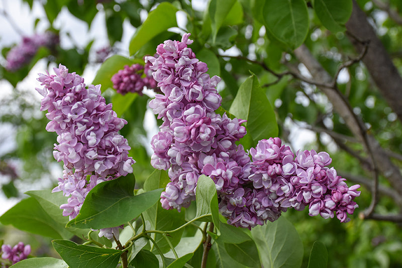 Syringa x hyacinthiflora 'Sweetheart'