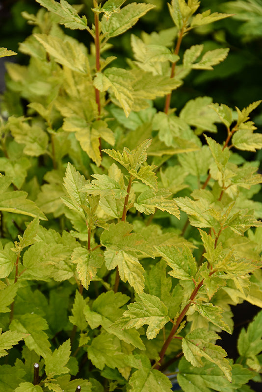 Physocarpus opulifolius 'Cougar Cub'