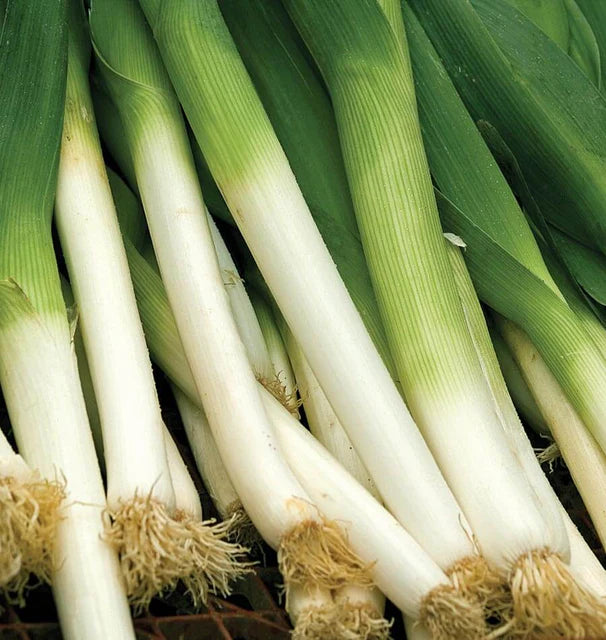 Leeks - Bandit