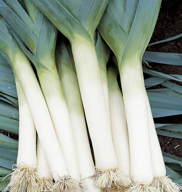 Leeks - Tadorna Certified Organic