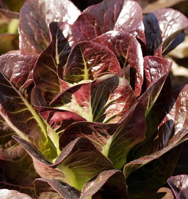 Lettuce - Breen Mini (Pelleted) Certified Organic