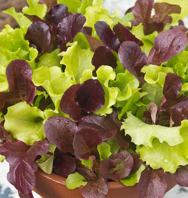 Lettuce - City Garden (Pelleted)