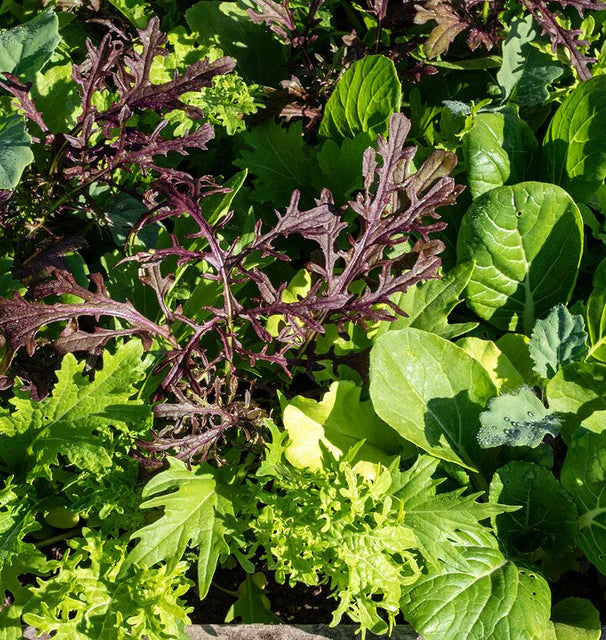 Lettuce - Global Gourmet (Pelleted )