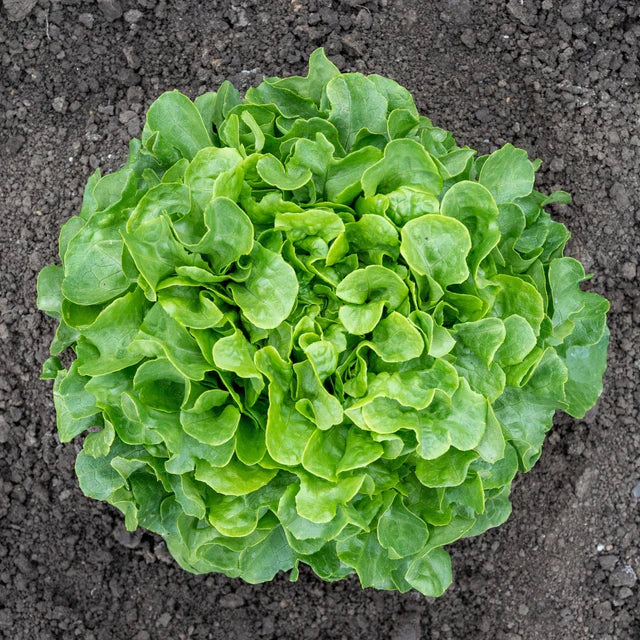 Lettuce - Bauer - Organic