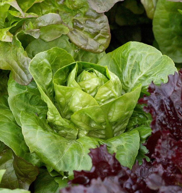 Lettuce - Spretnak Certified Organic