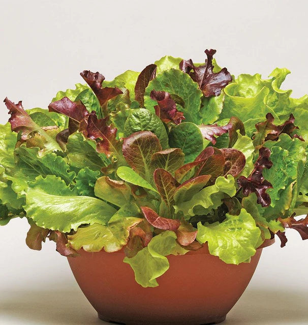 Salad Blend - Summer Picnic (Pelleted)