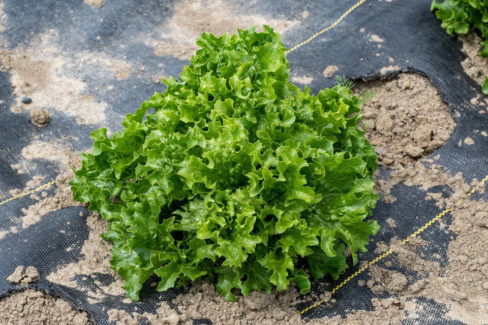 Lettuce - Celinet Leaf - Organic