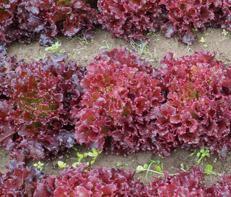 Lettuce - Brentwood Eazyleaf Organic