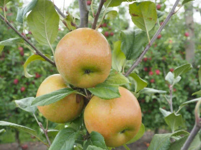 Apple - Malus 'Lucy Gem'