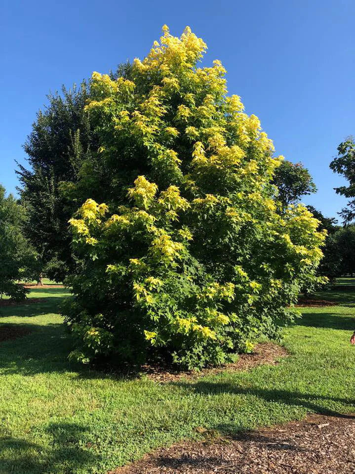 Liquidambar styraciflua 'Gold Beacon'
