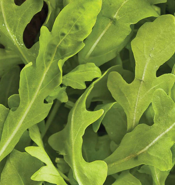 Arugula - Wildfire
