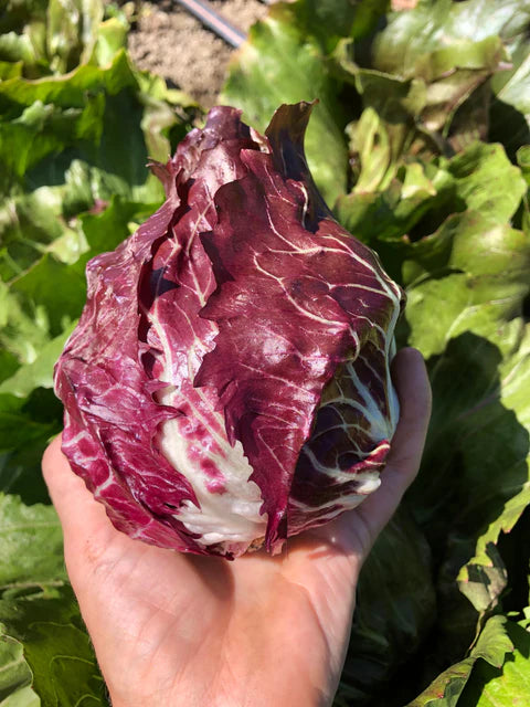 Chicory - Radicchio - Perseo