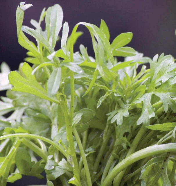 Cress-Wrinkled Curly Cress