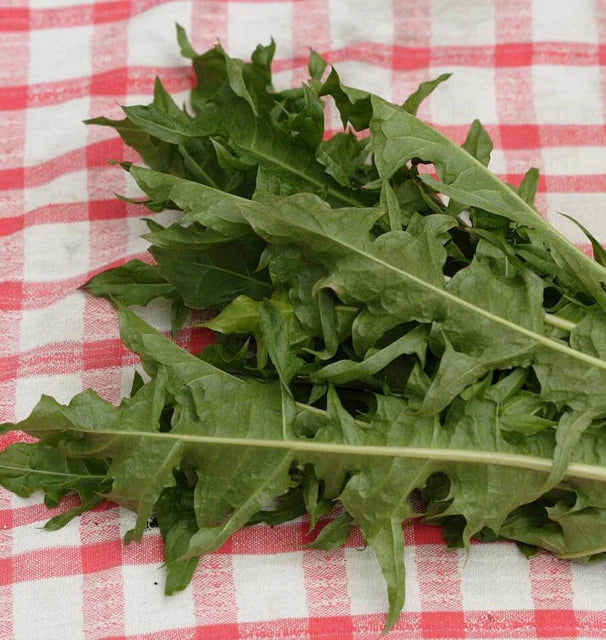 Chicory - Endive - Italian Dandelion