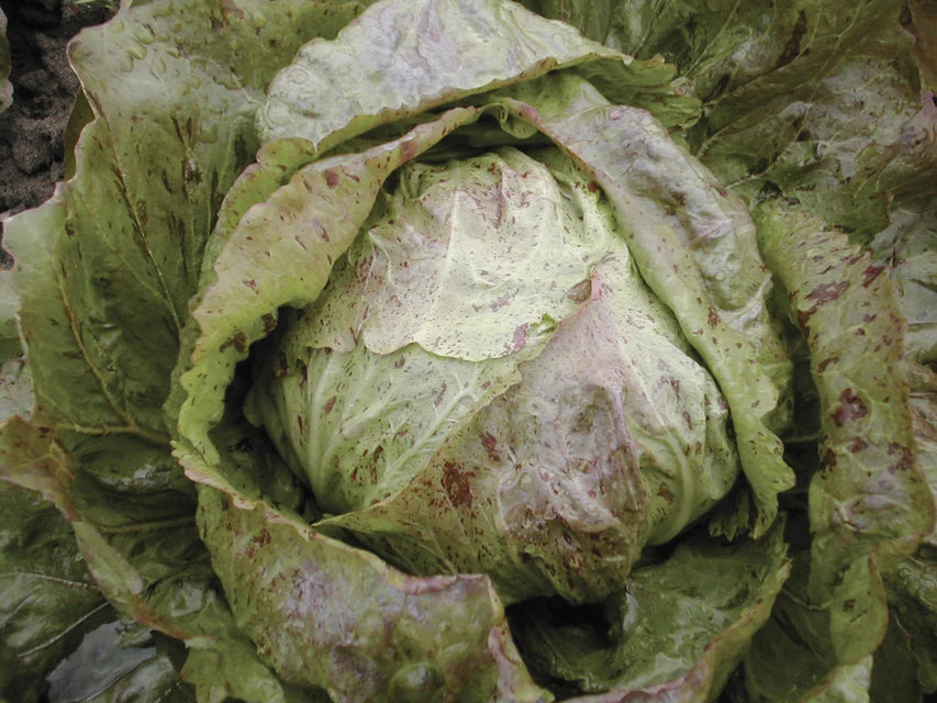 Chicory-Radicchio Adige Medio