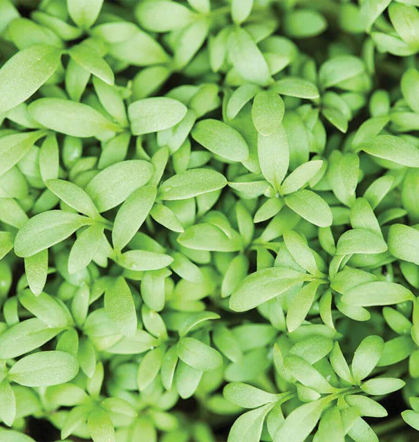 Cress - Persian Cress