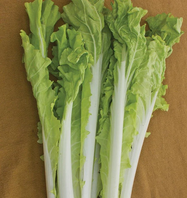Bok Choi - Taiwan Pac Choi