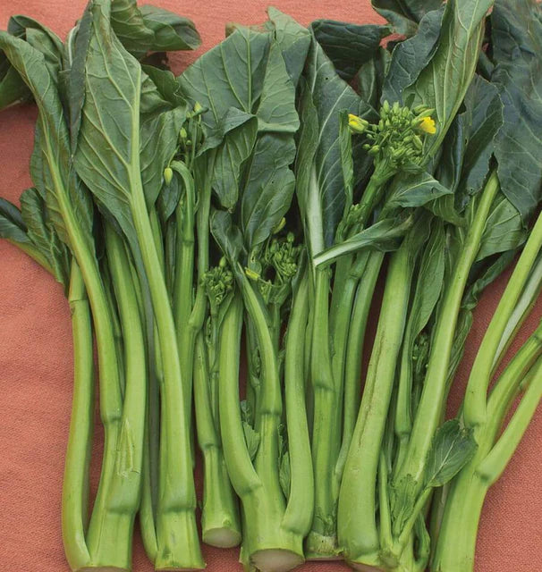 Pac Choi - Yu Choi Sum - Jade Spring F1