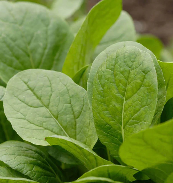 Mustard - Komatsuna Green