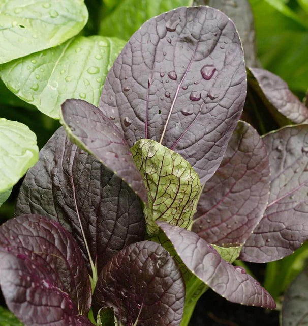 Mustard - Red Komatsuna