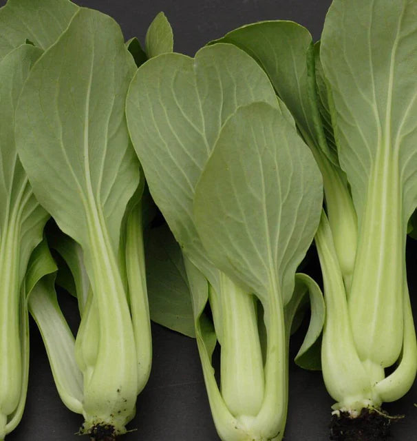 Pac Choi - Mei Qing Choi